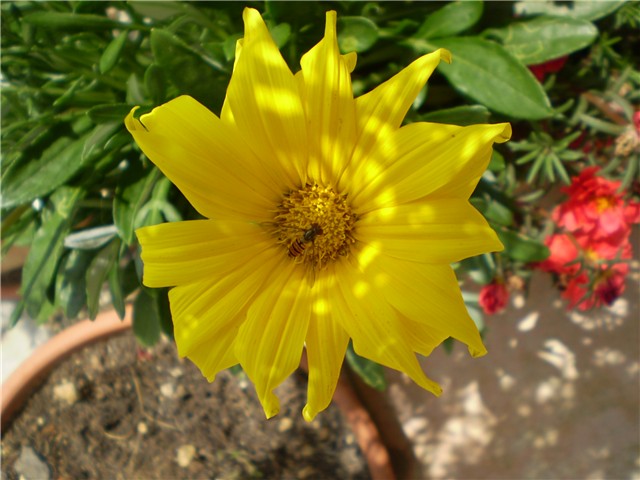 gazanija